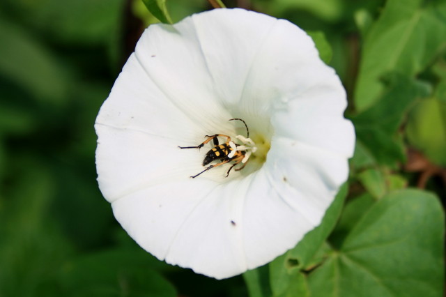 Rutpela maculata?